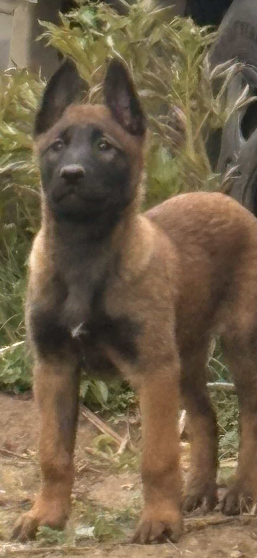 Belgian Malinois image 1
