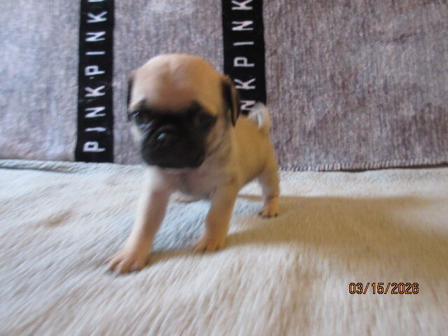 Healthy, vet checked Pug Pups for sale image 1