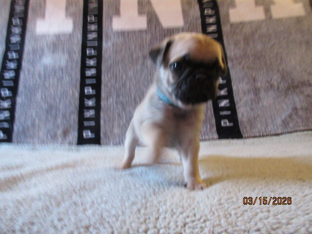 Healthy, vet checked Pug Pups for sale image 2