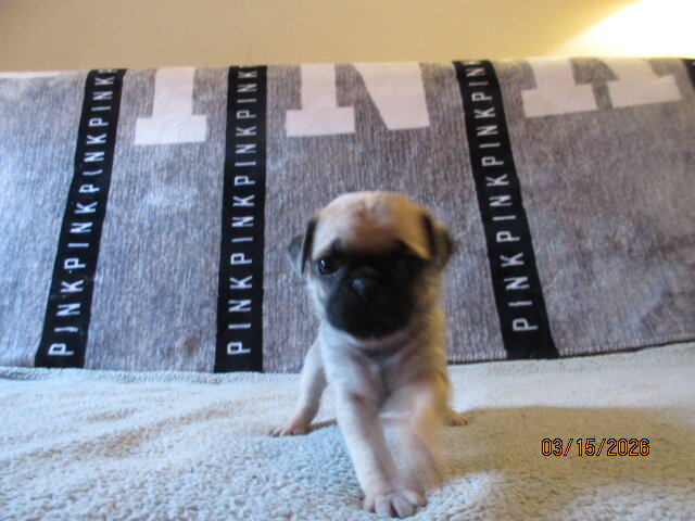 Healthy, vet checked Pug Pups for sale image 3