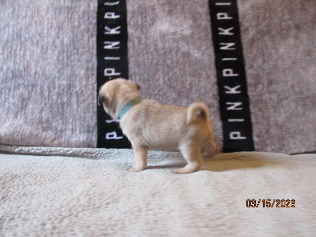 Healthy, vet checked Pug Pups for sale image 4