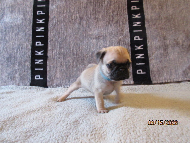 Healthy, vet checked Pug Pups for sale image 5