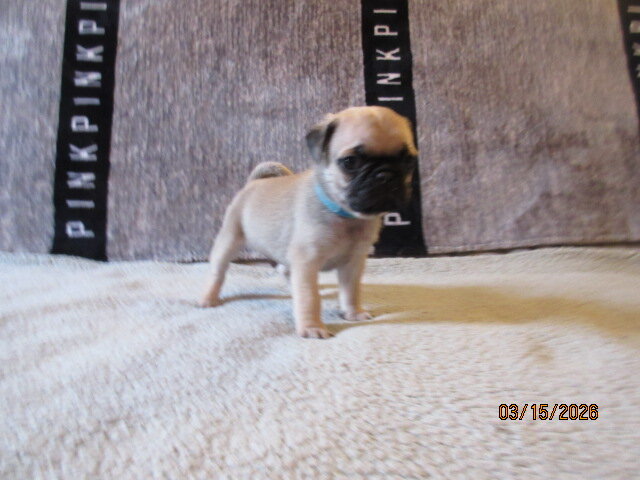 Healthy, vet checked Pug Pups for sale image 6