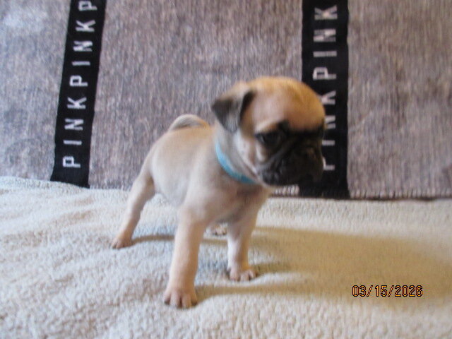 Healthy, vet checked Pug Pups for sale image 7