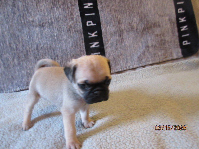 Healthy, vet checked Pug Pups for sale image 8