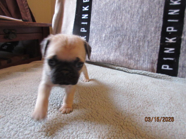 Healthy, vet checked Pug Pups for sale image 9