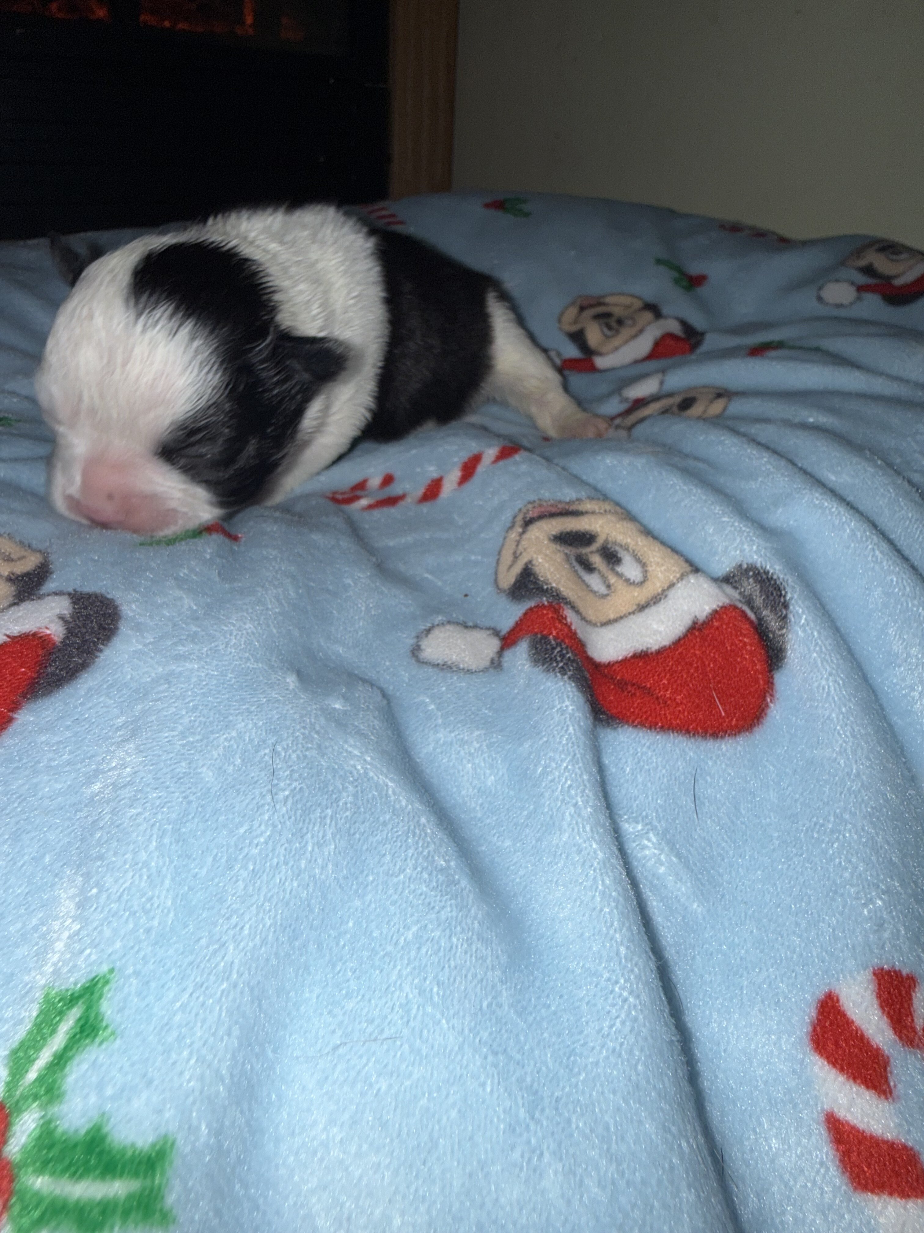 French Bulldog Boston Terrier Mix puppies image 7