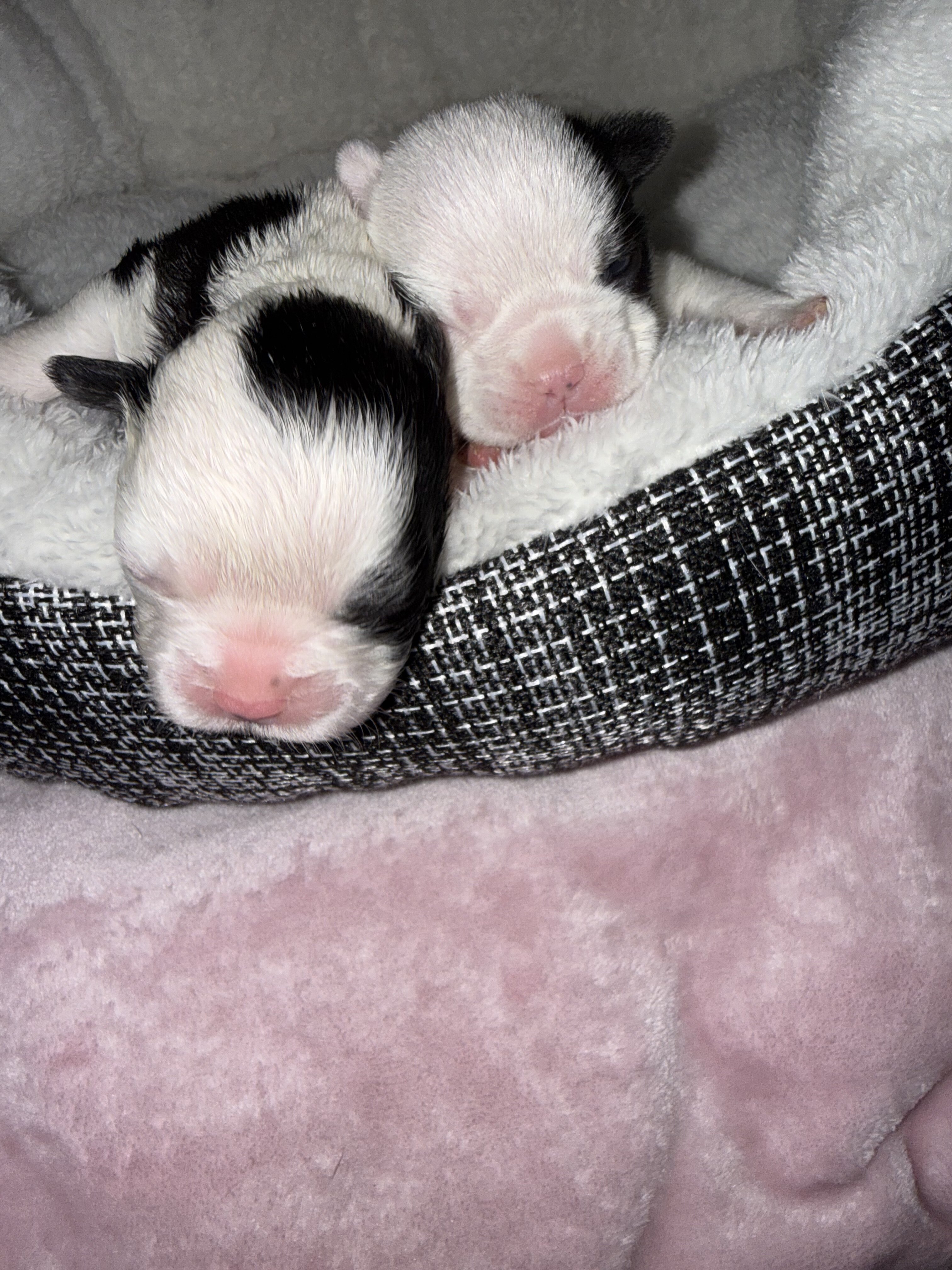 French Bulldog Boston Terrier Mix puppies image 6