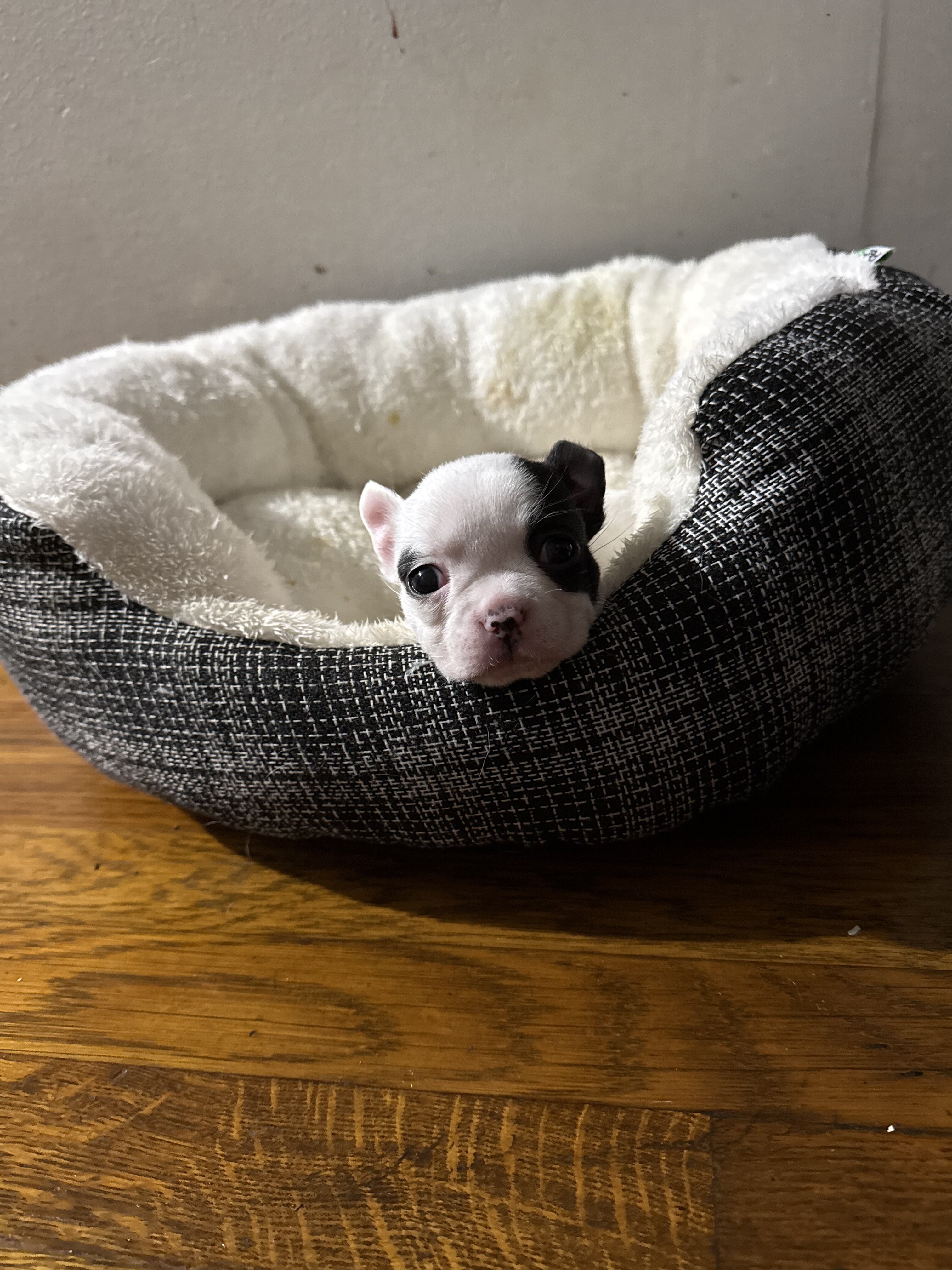 French Bulldog Boston Terrier Mix puppies image 2