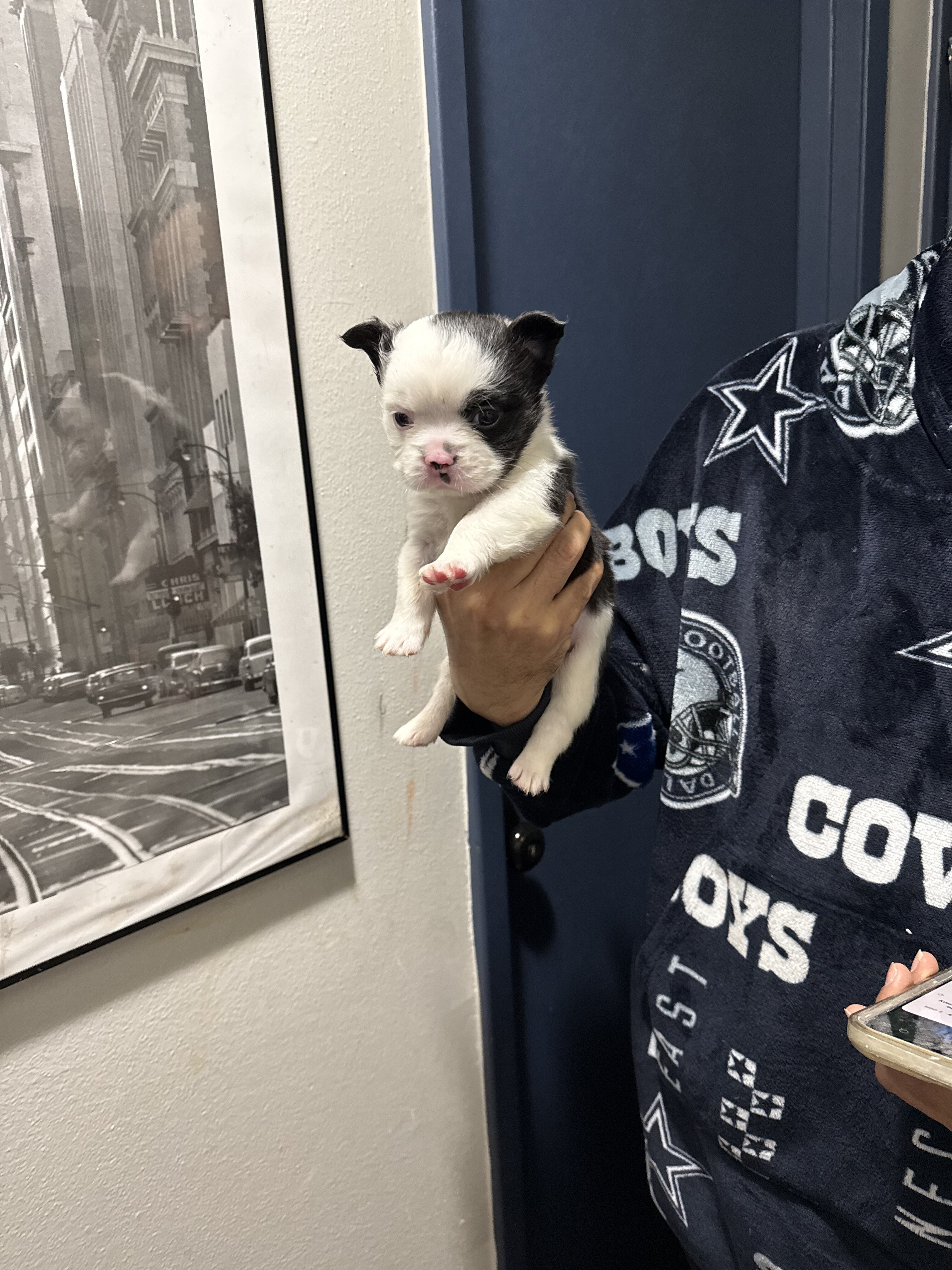 French Bulldog Boston Terrier Mix puppies image 1