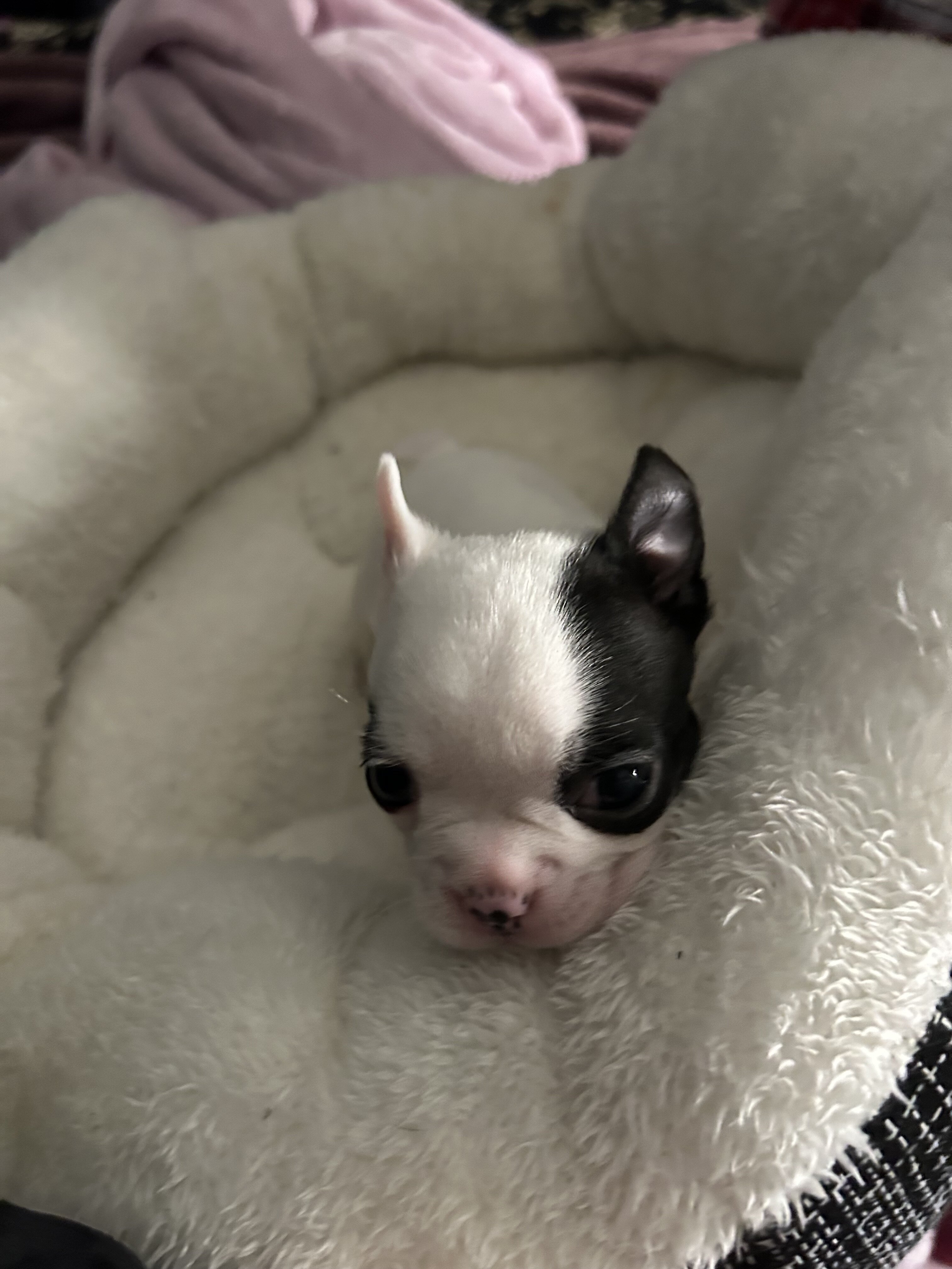 French Bulldog Boston Terrier Mix puppies image 4