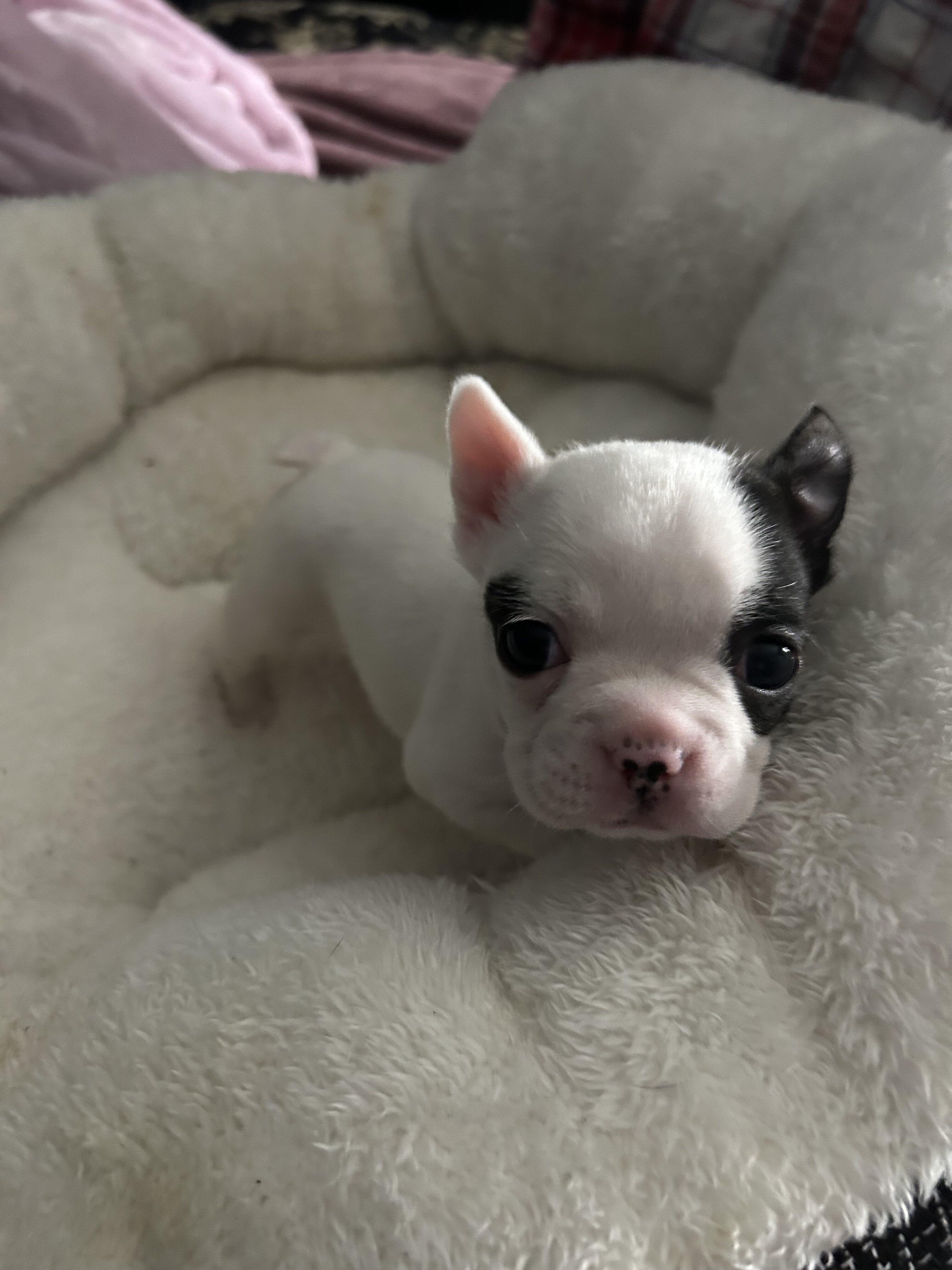 French Bulldog Boston Terrier Mix puppies image 3