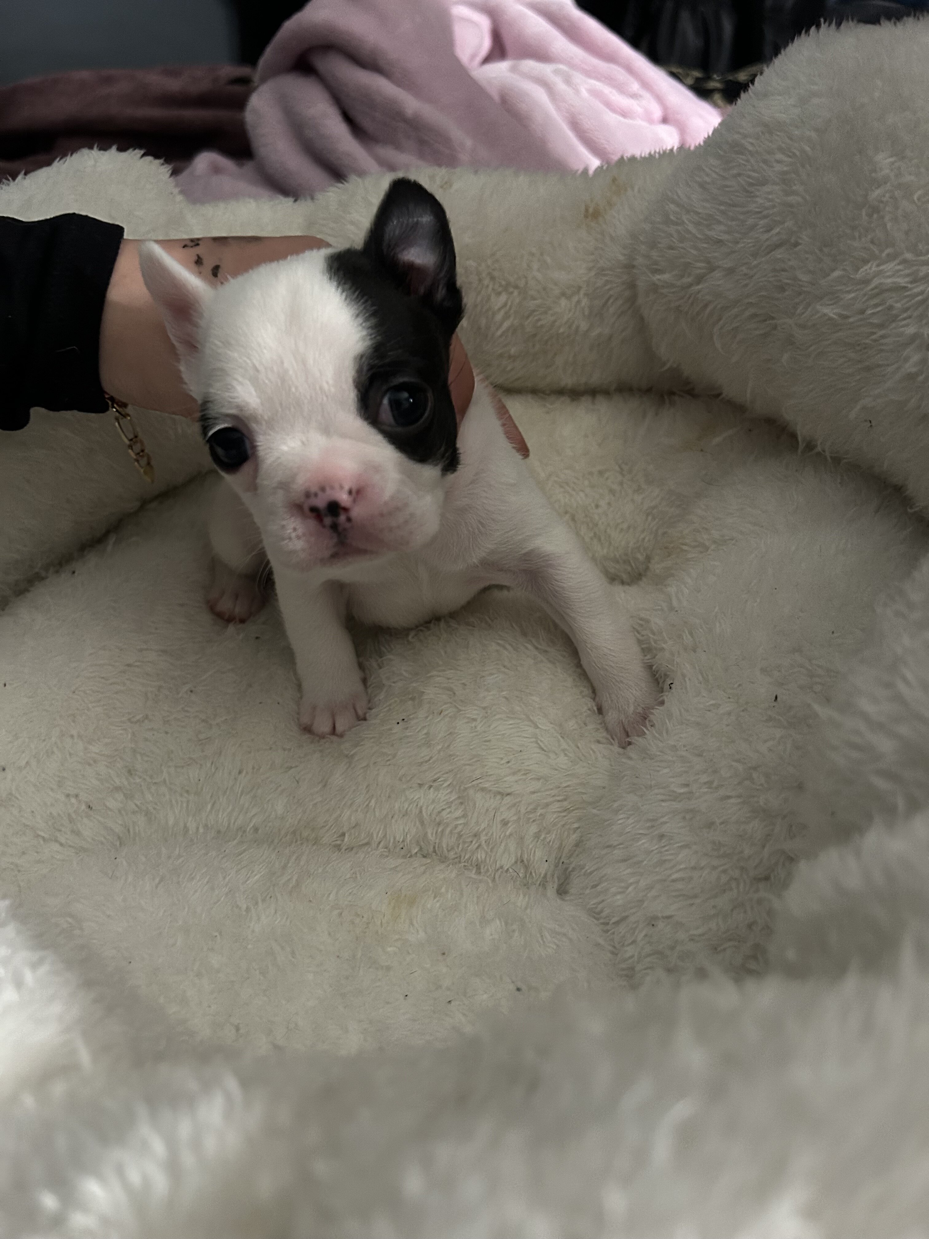 French Bulldog Boston Terrier Mix puppies image 5
