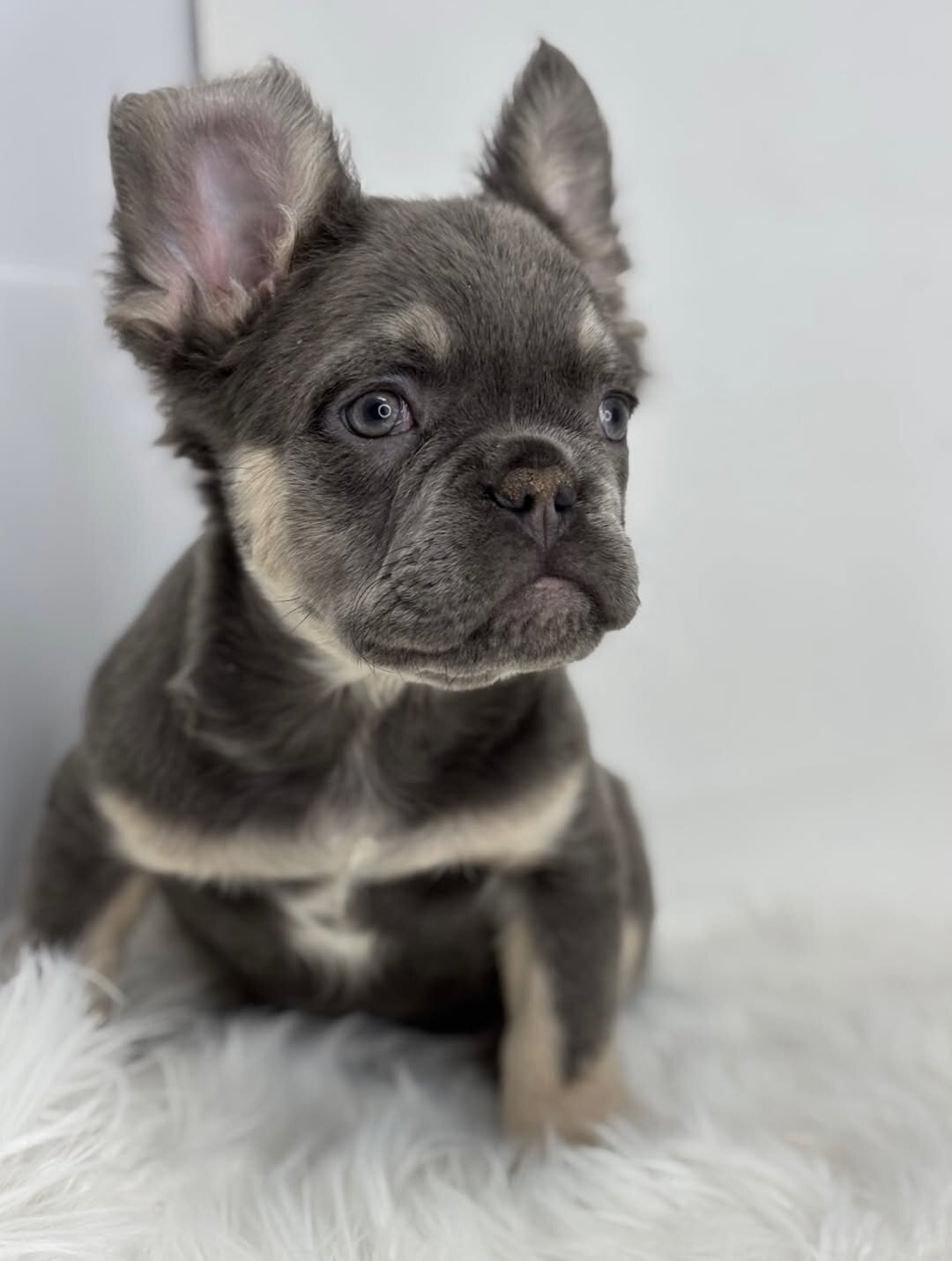 French Bulldog Lilly image 3