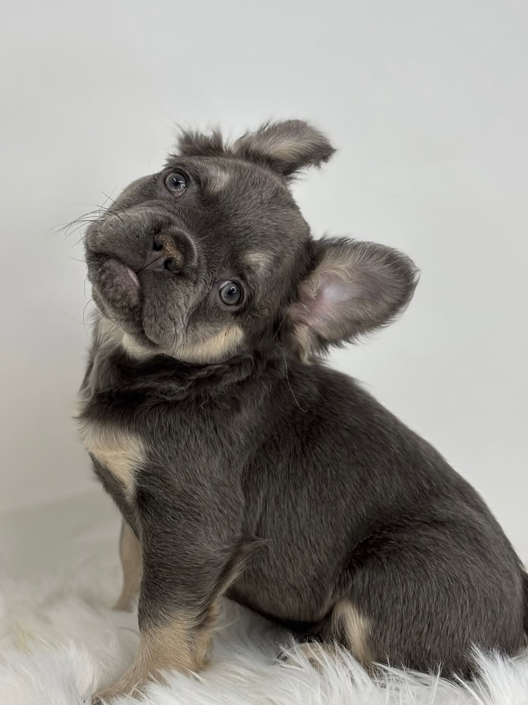 French Bulldog Lilly image 1