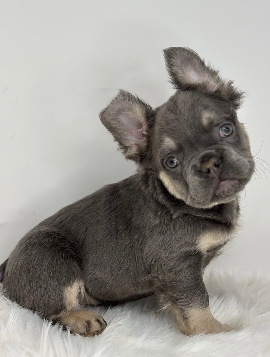 French Bulldog Lilly image 2