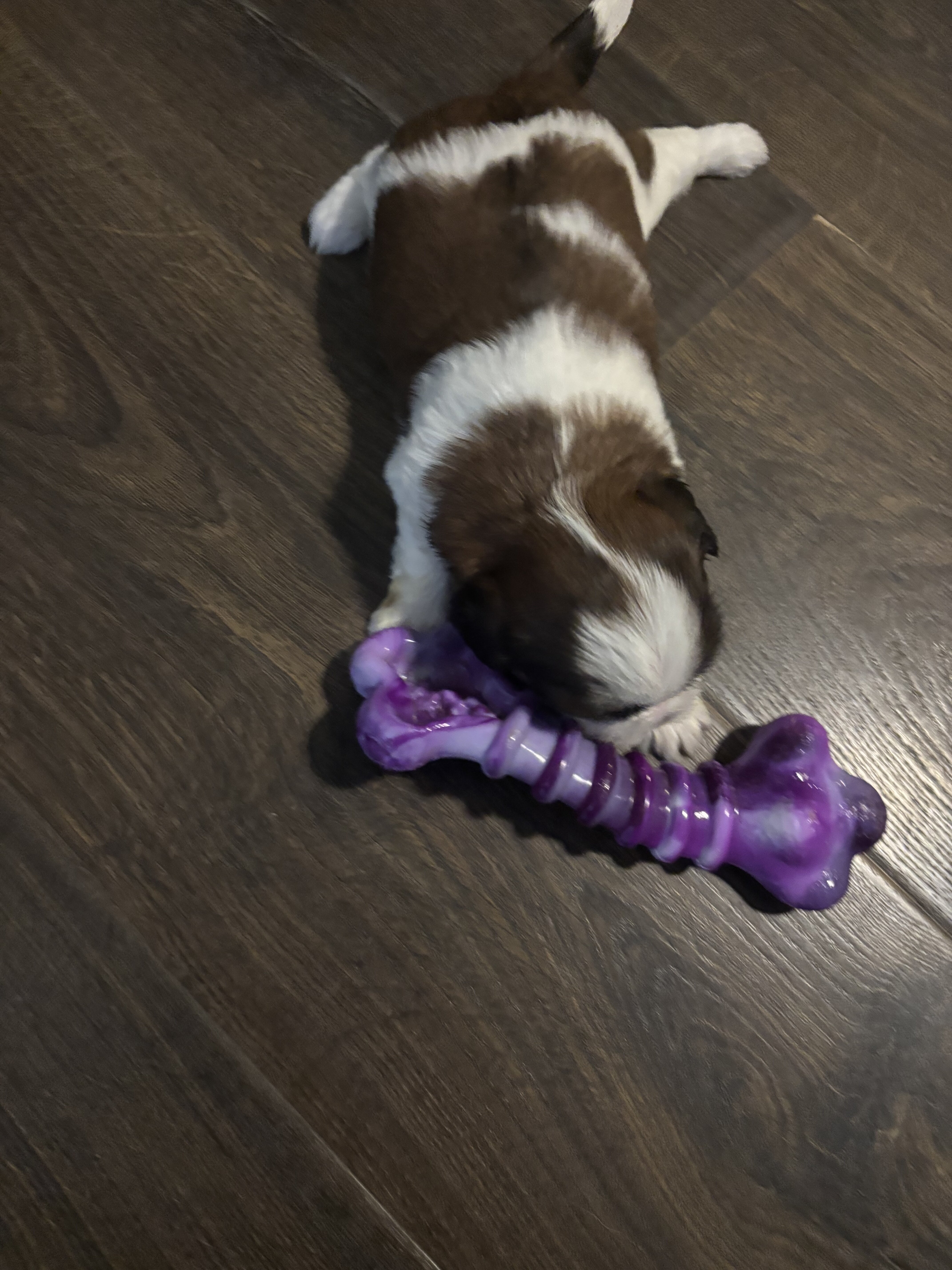 Shih tzu image 1