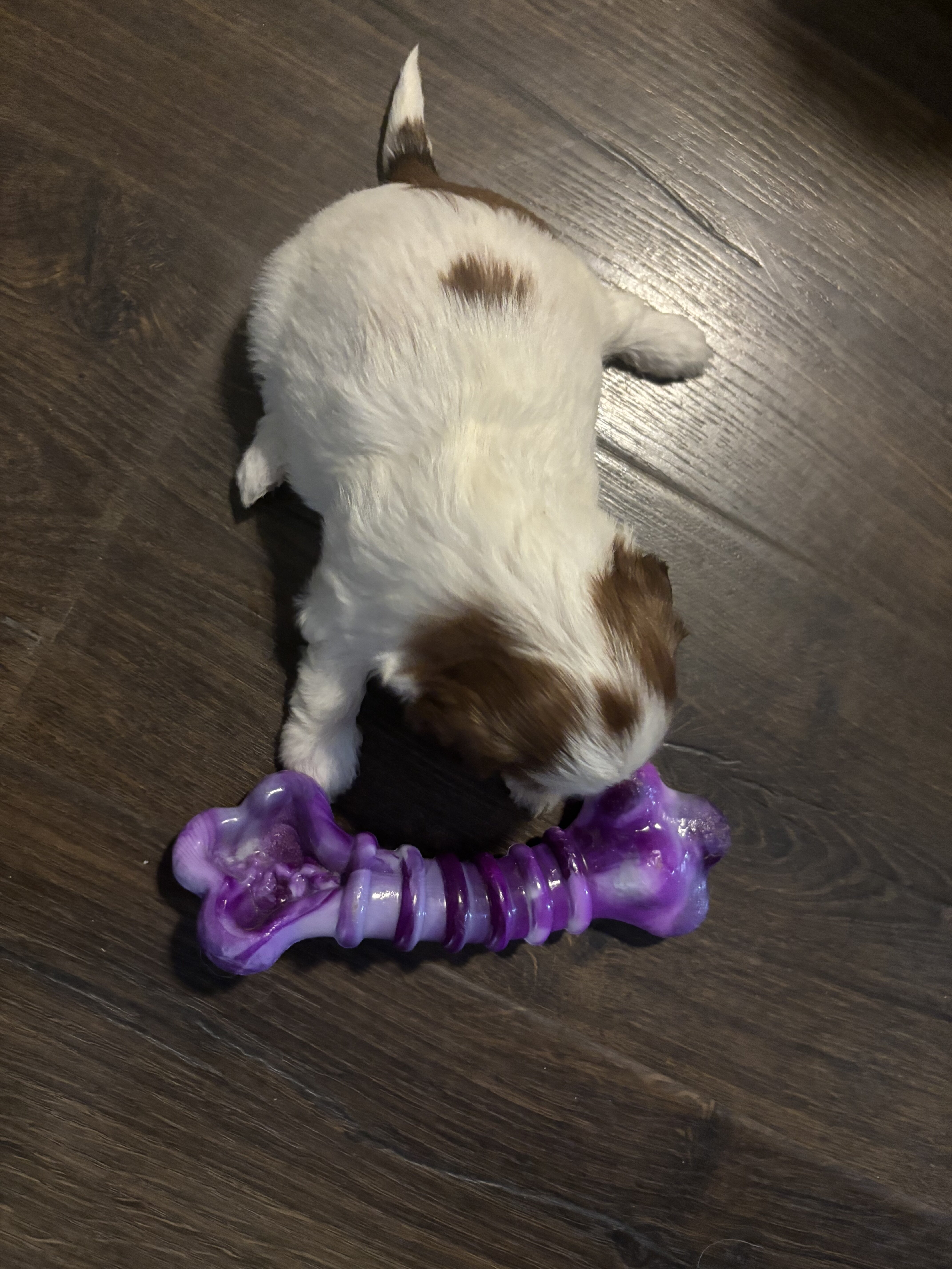 Shih tzu image 2