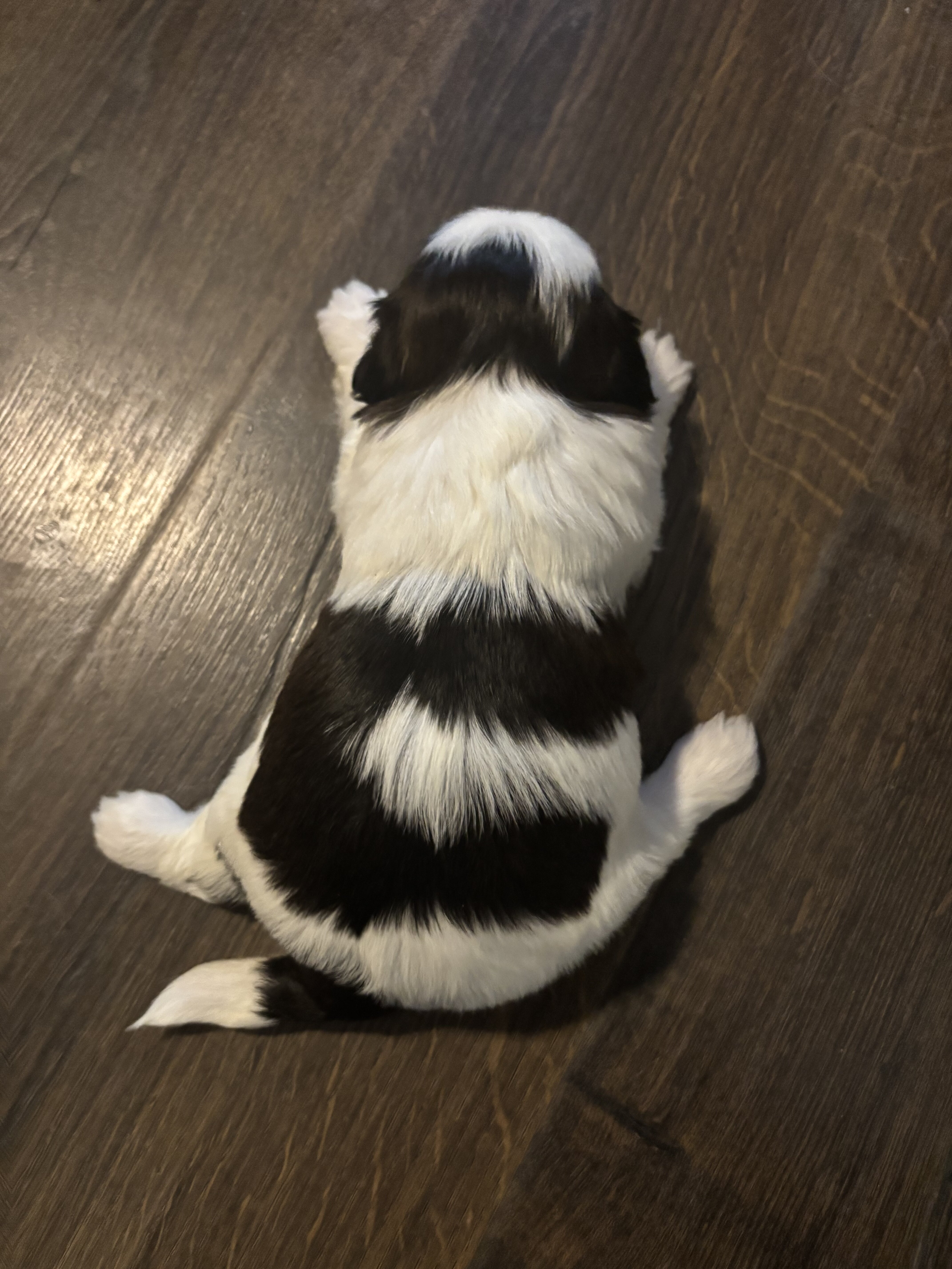 Shih tzu image 3