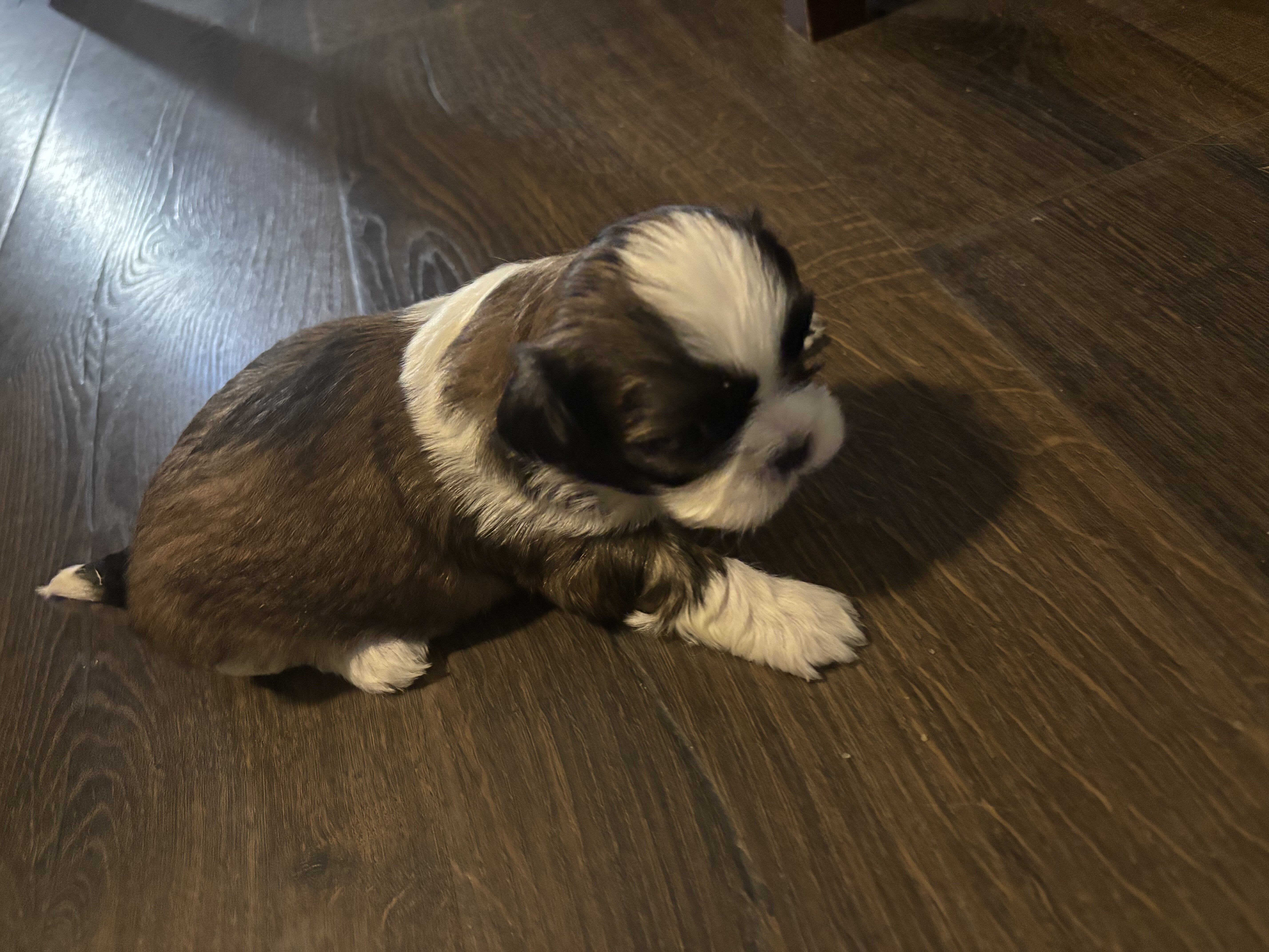 Shih tzu image 4