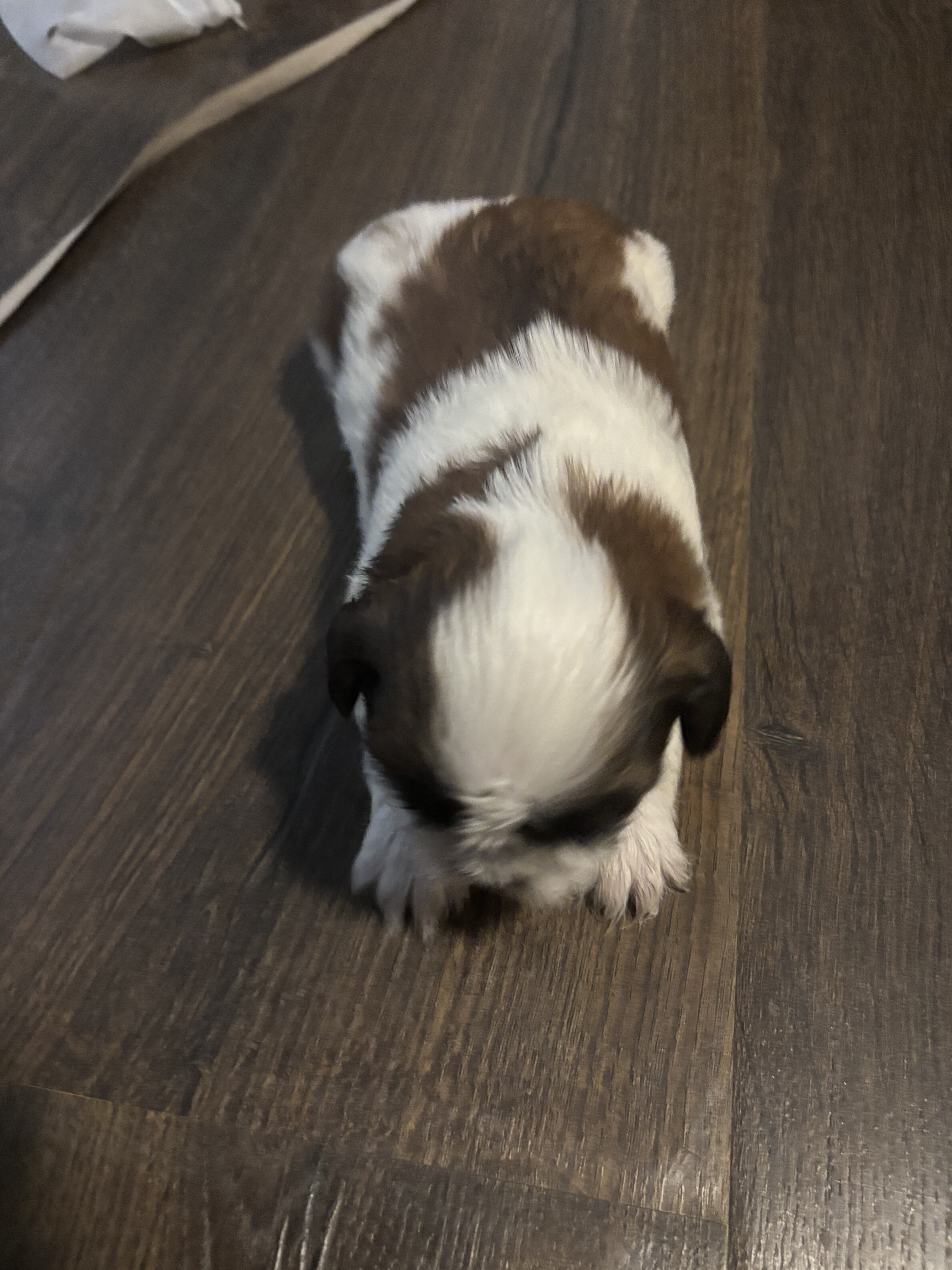 Shih tzu image 5