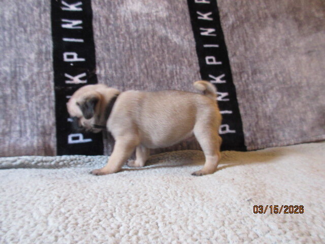 Pug pup for sale image 5
