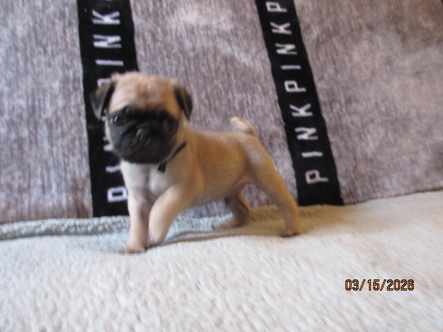 Pug pup for sale image 6