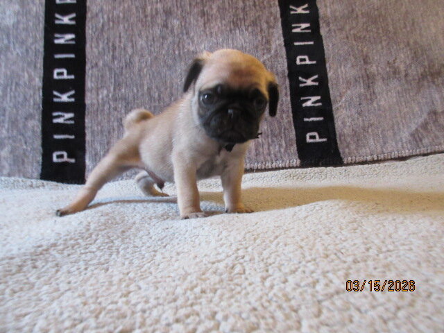 Pug pup for sale image 7
