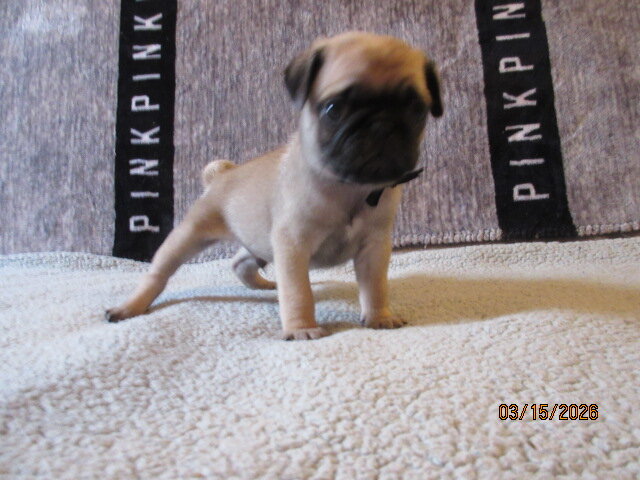 Pug pup for sale image 8