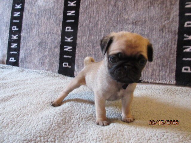 Pug pup for sale image 9