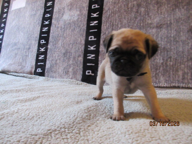 Pug pup for sale image 1