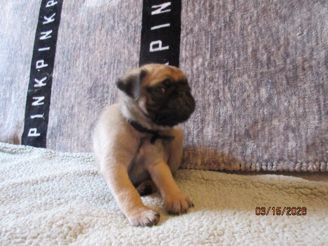Pug pup for sale image 2