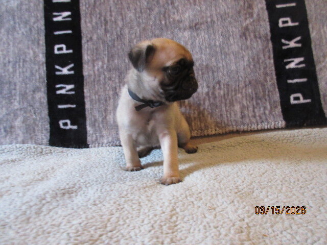 Pug pup for sale image 3