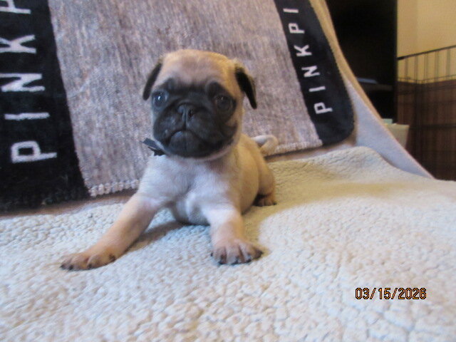 Pug pup for sale image 4