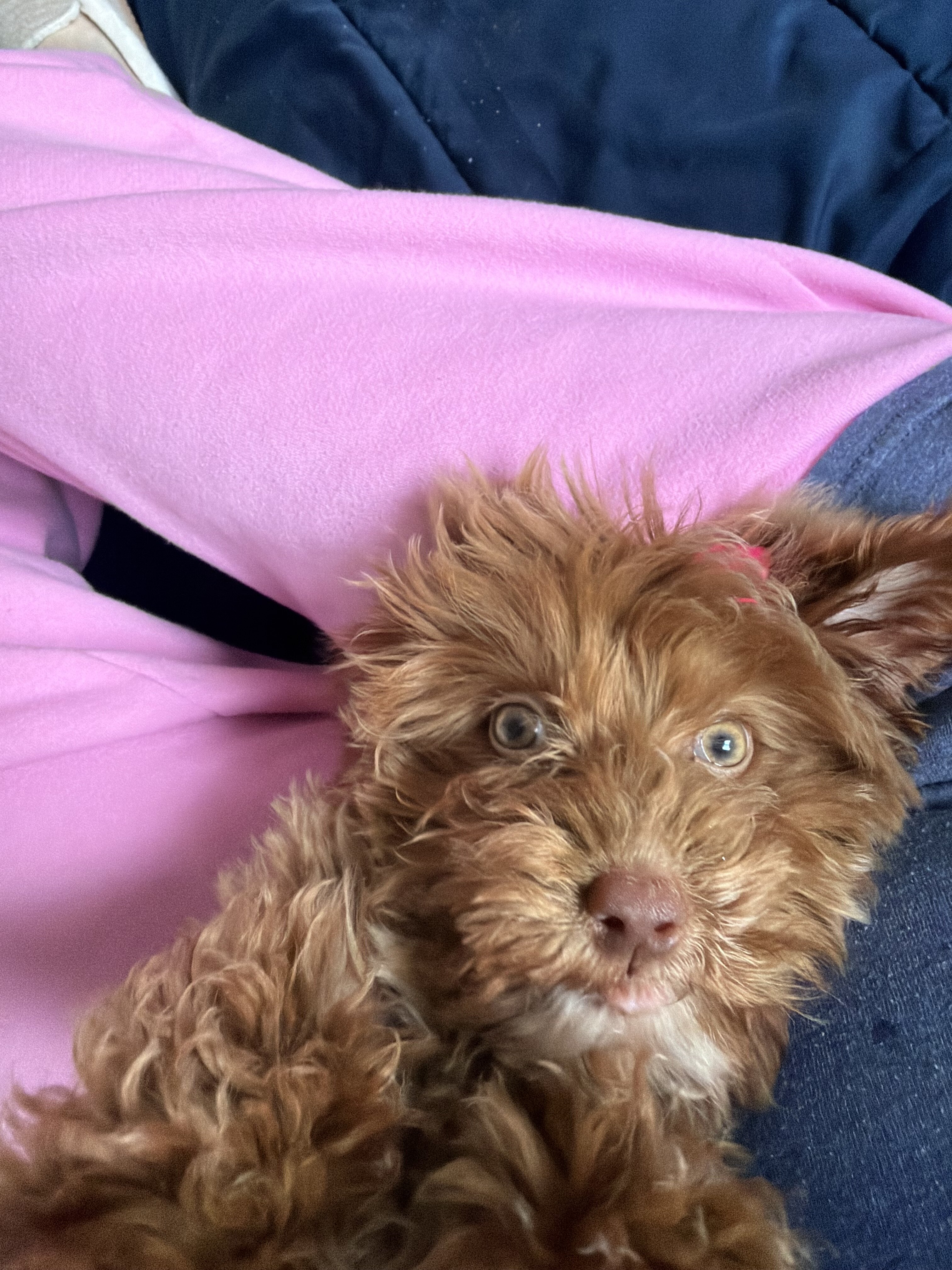 Puppy image 4