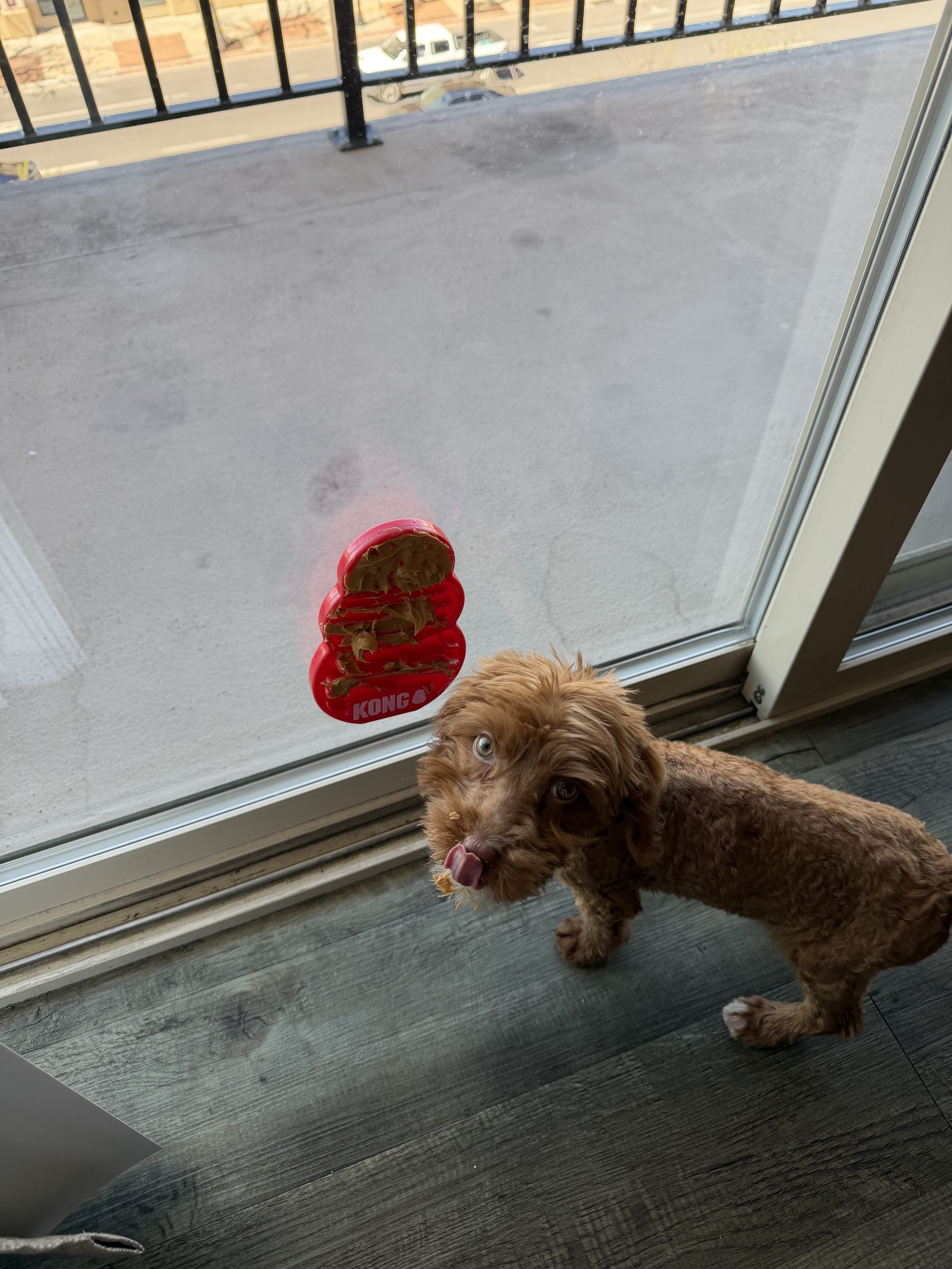 Puppy image 3