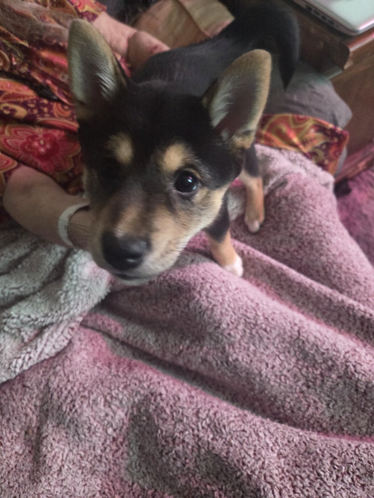 Shiba Inu image 3