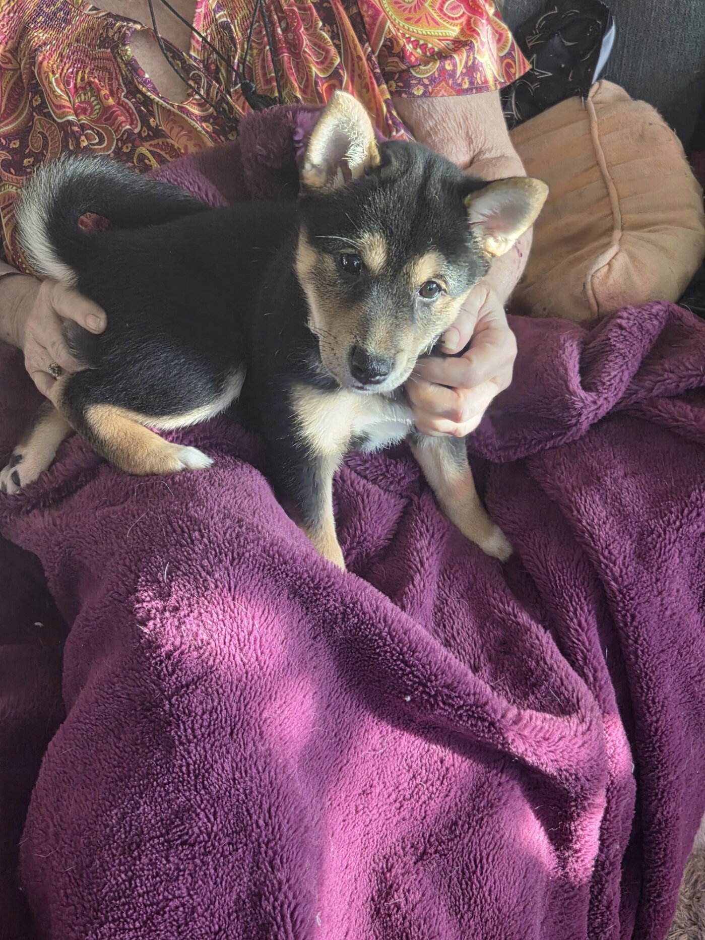 Shiba Inu image 1