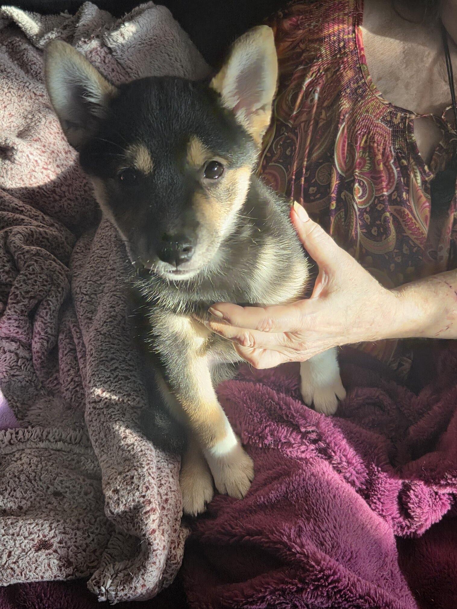 Shiba Inu image 2