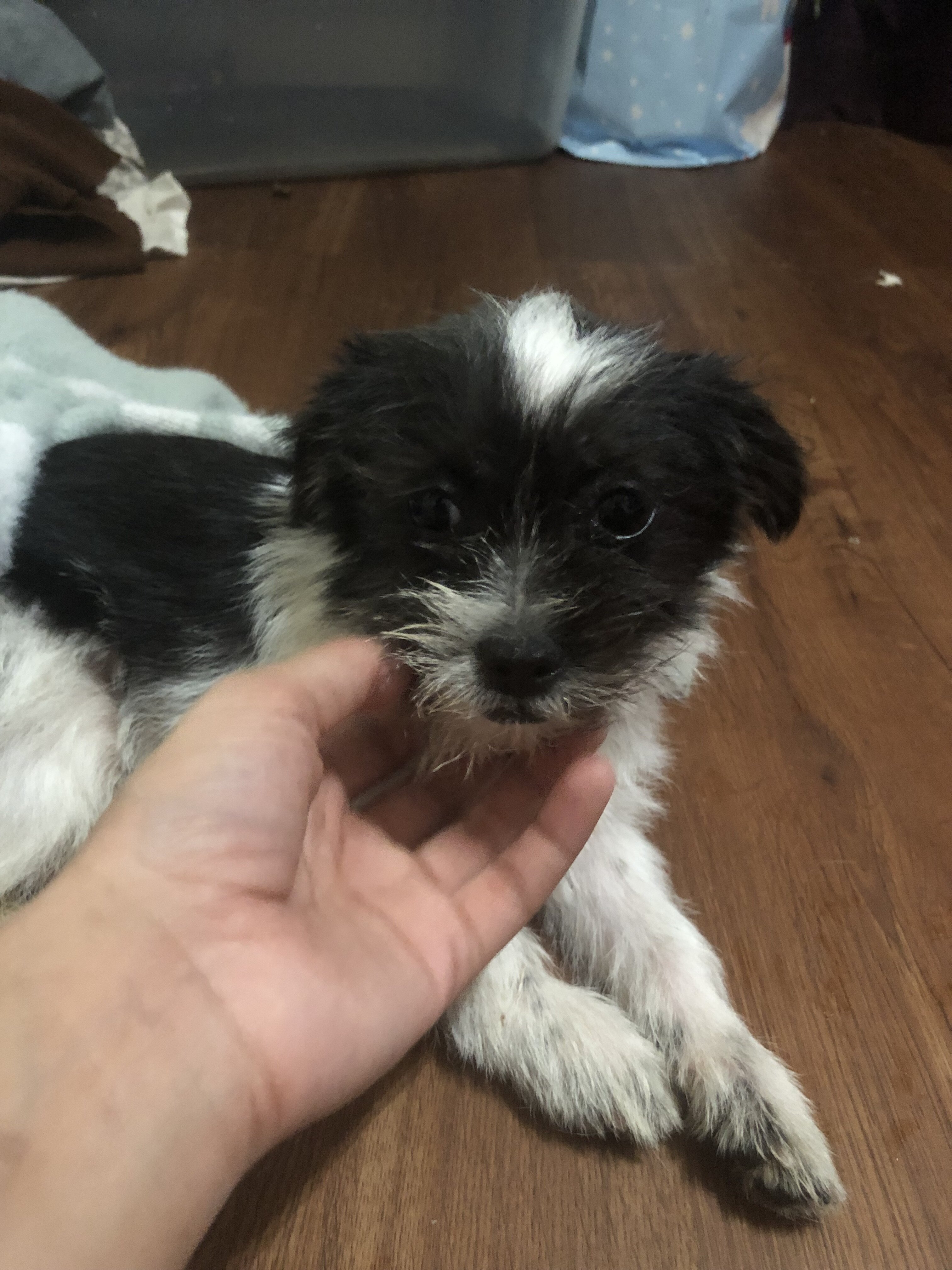 Shih tzu mix image 1
