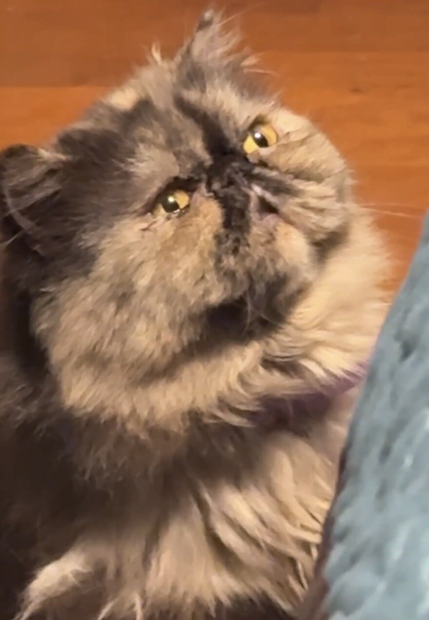 Cat image 1