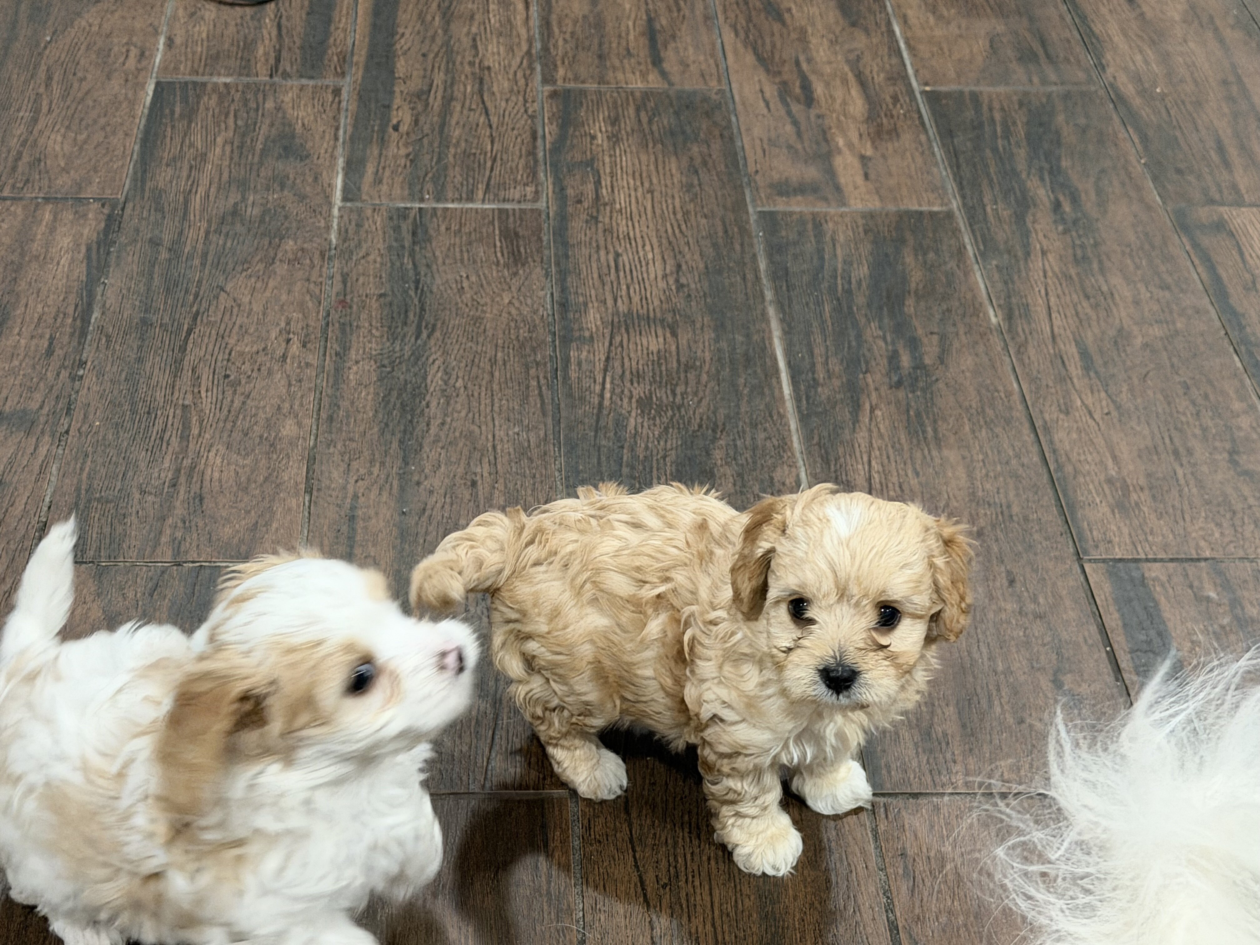 Cavapoo image 1