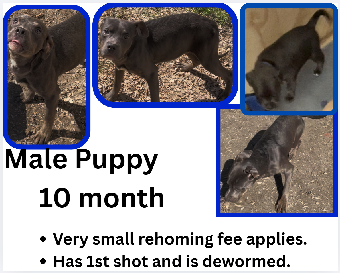 10 month puppies image 8