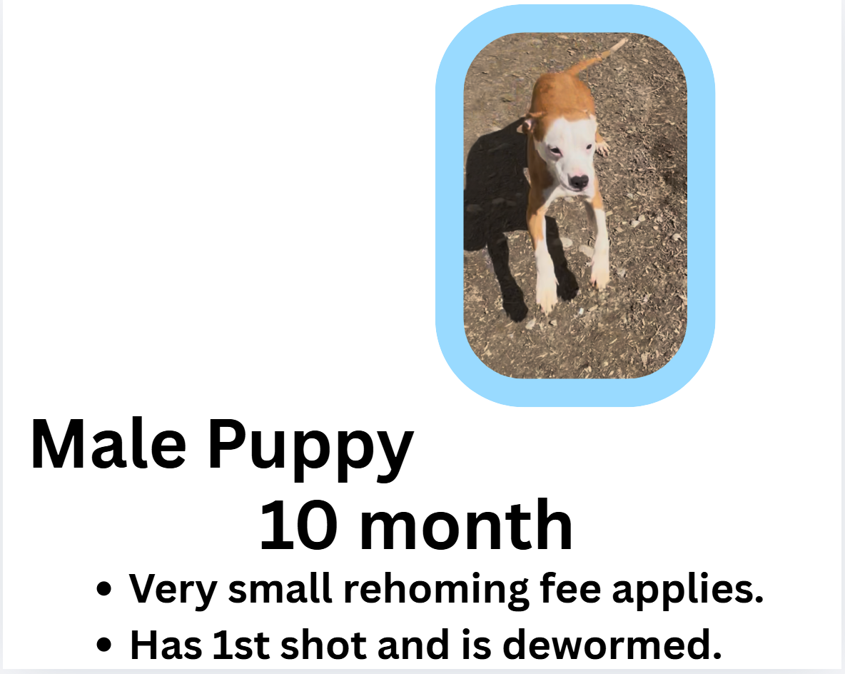 10 month puppies image 7