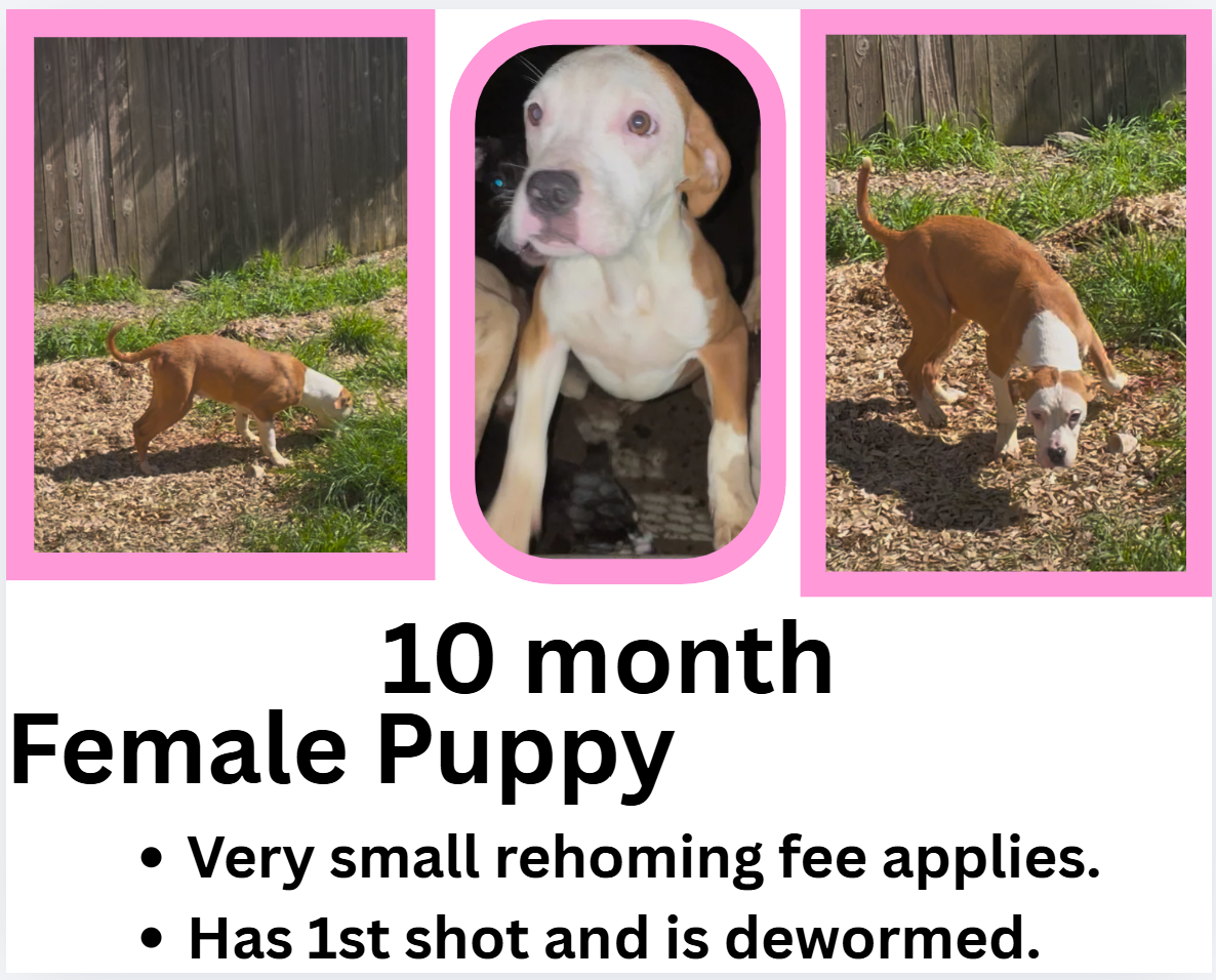 10 month puppies image 6