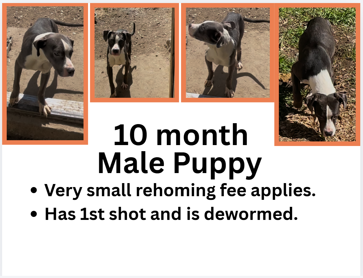 10 month puppies image 5