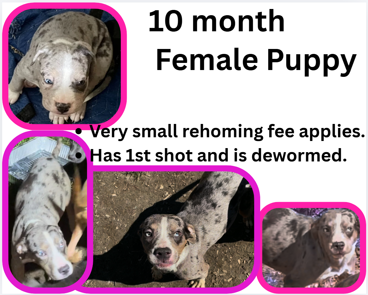 10 month puppies image 1