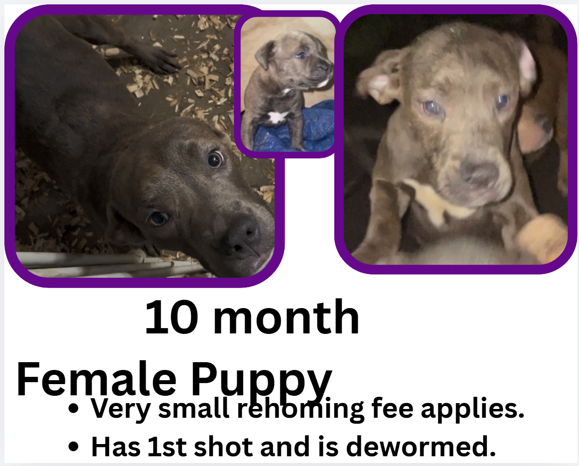10 month puppies image 2
