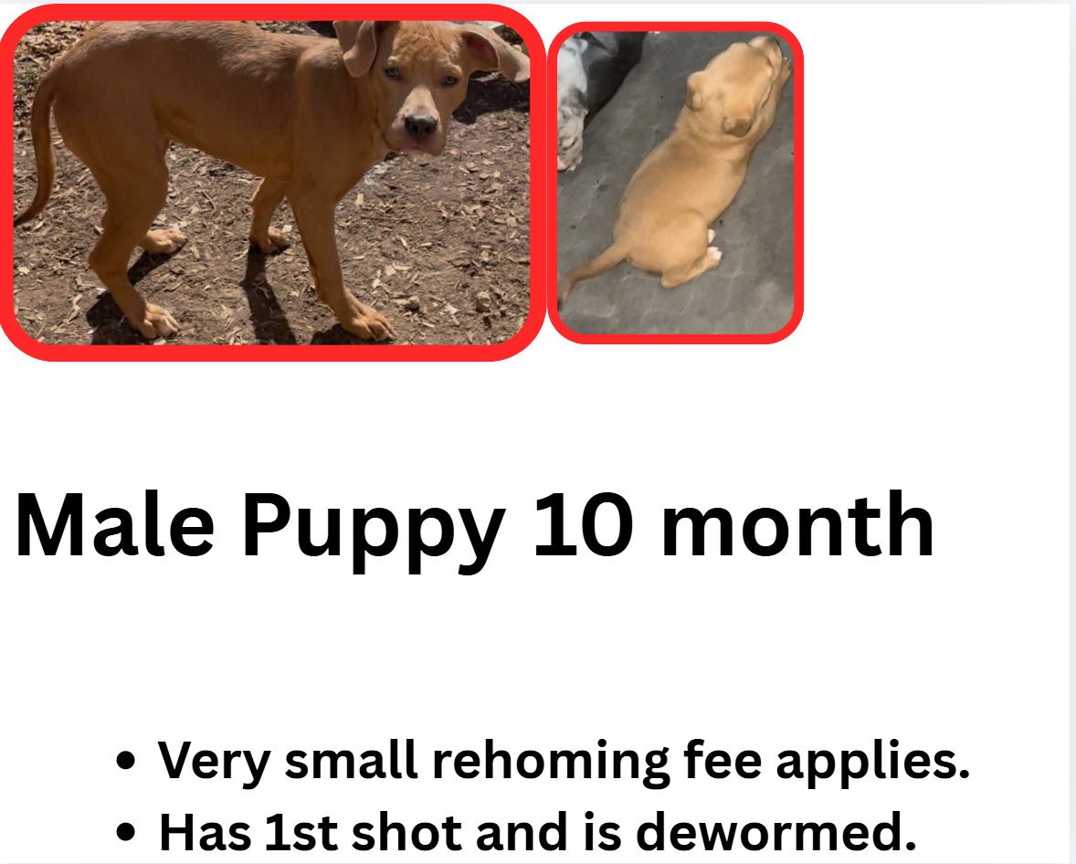 10 month puppies image 3