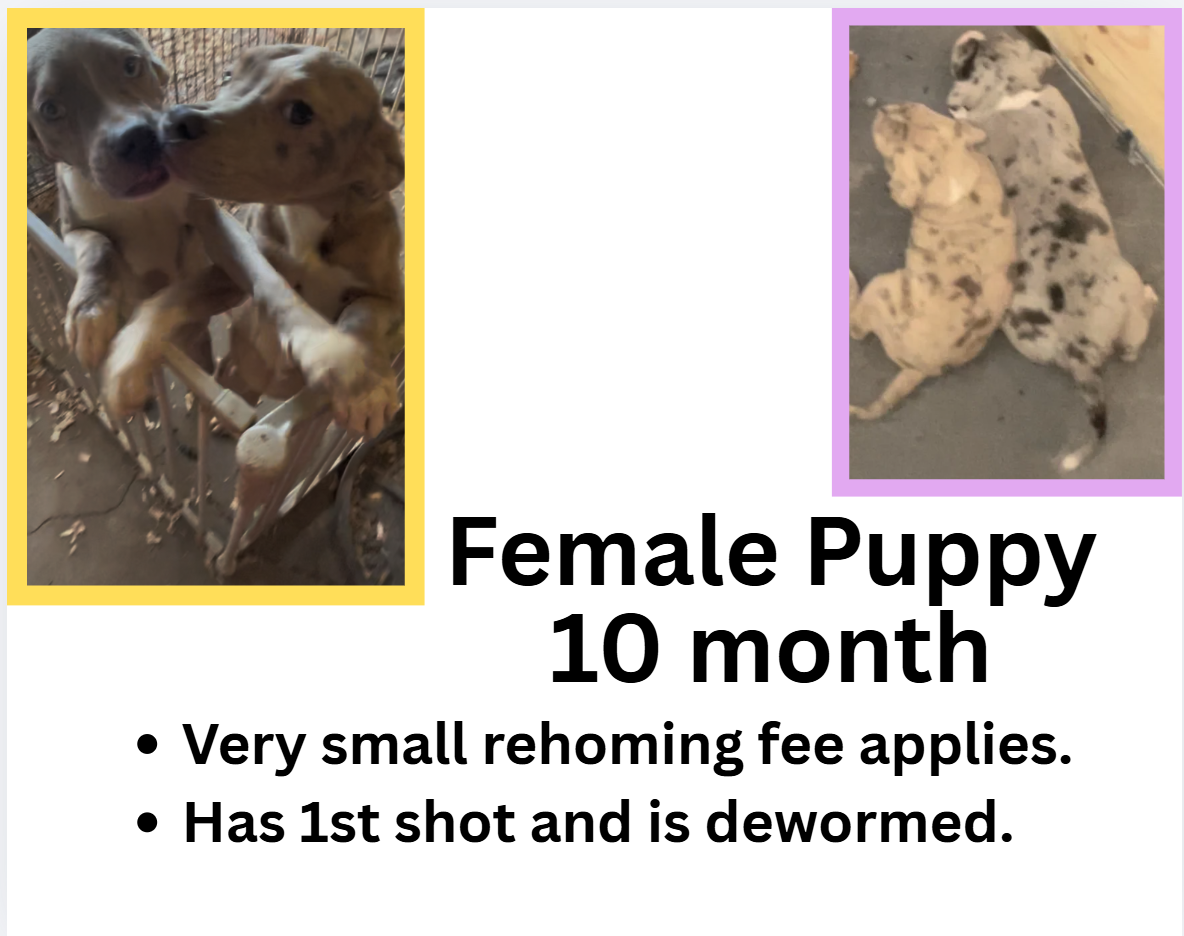 10 month puppies image 4